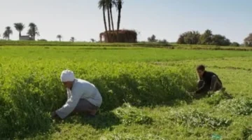 الزراعة في الدقهلية تنطلق بزراعة 231 ألف فدان قمح ودعم حكومي يعزز إنتاجية الفلاحين 1